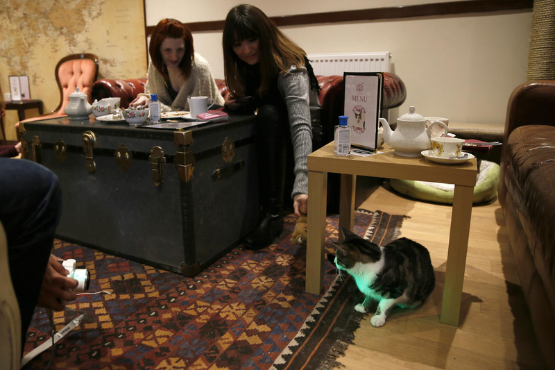 Illustration for article titled Busy? Stressed? Go take a load off at Miss Dinah's Cat Emporium
